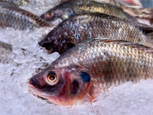 A imagem mostra diversos peixes colocados junto ao gelo em escama. O peixe mais próximo à câmera ainda não foi limpo, estando com as escamas, olhos, guelras e afins ainda presentes.