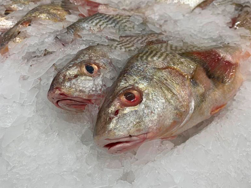 A imagem mostra diversos peixes espalhados sobre um recipiente que contém gelo em escamas.